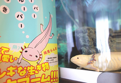 うぱ子単行本と、うぱ子